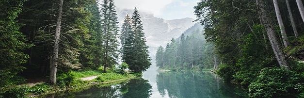 poetry about natural wild forest