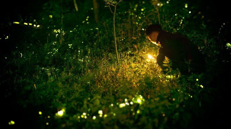 5-poems-about-fireflies-the-insect-with-a-magical-glow